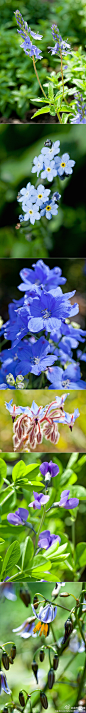 重磅推出第二个系列——蓝色花大合辑。在辰山的蓝花中选了几种最喜欢的。平卧婆婆纳Veronica prostrata，勿忘草园艺品种，飞燕草园艺品种，琉璃苣Borago officinalis，澳洲蓝豆Baptisia australis，山菅Dianella ensifolia