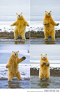 这北极熊可以跳舞......