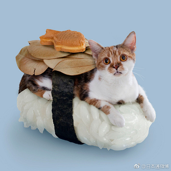 猫+寿司=Nekozushi。喵星人盛装...