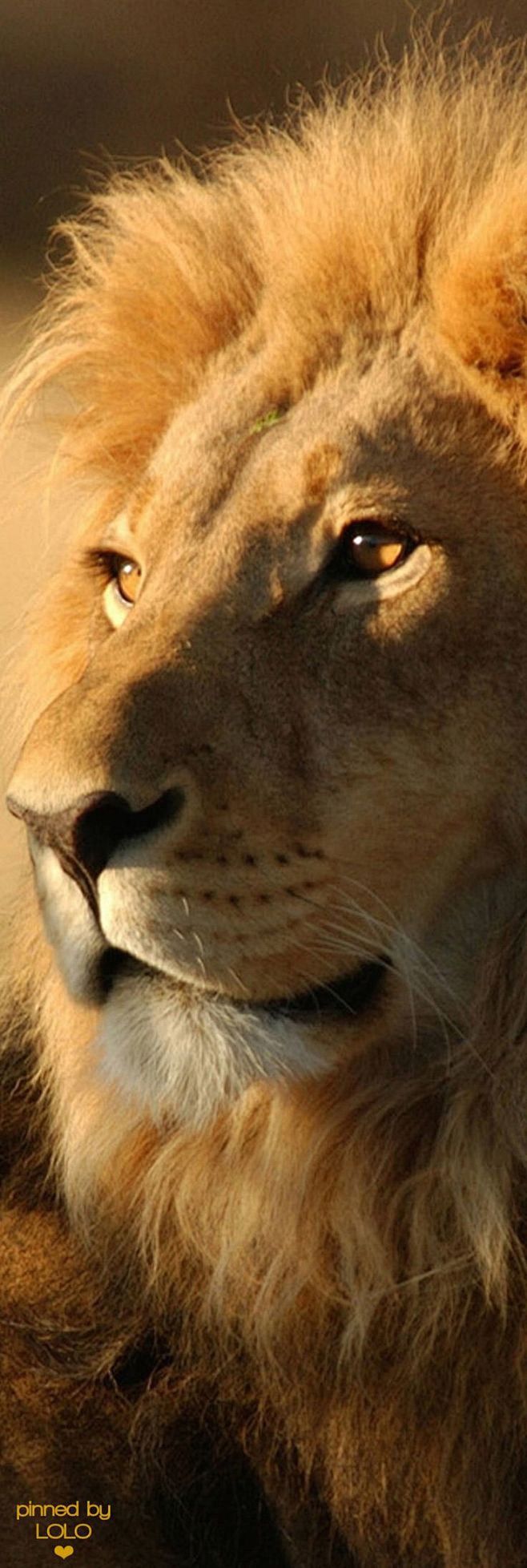 Gorgeous Lion: 