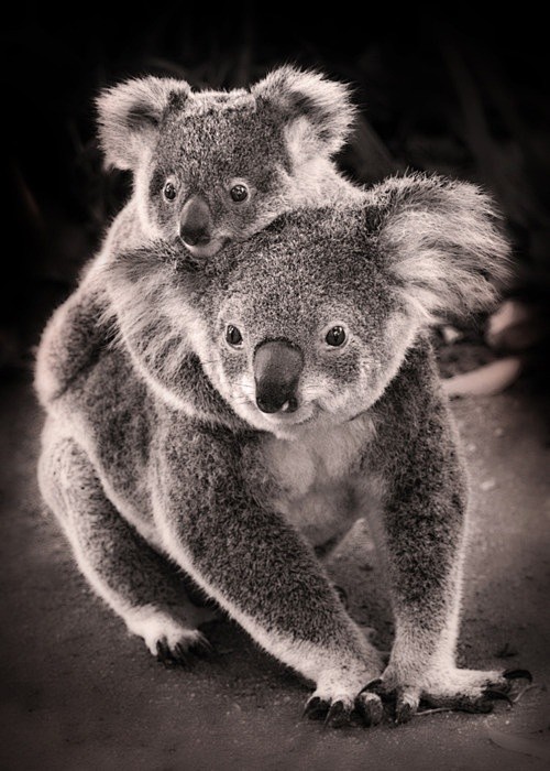 Koalas... Baby, hold...