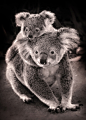 Koalas... Baby, hold on by kelpie1 on Flickr. °