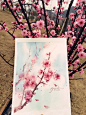 春天来了，去写生了-Zgoudan狗蛋啊_水彩,插画,手绘,写生,花卉,粉色_涂鸦王国插画