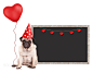 cute pug puppy dog with red party hat, sitting next to blank blackboard sign and holding heart... by Monica  Click on 500px
