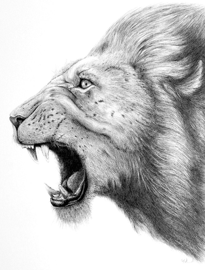 Lion Series : Series...