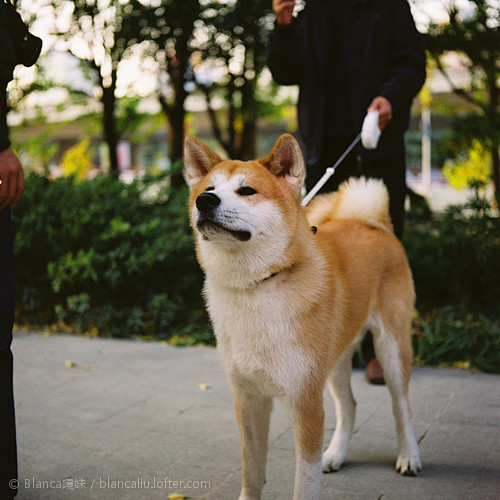 偶遇秋田犬布丁小朋友