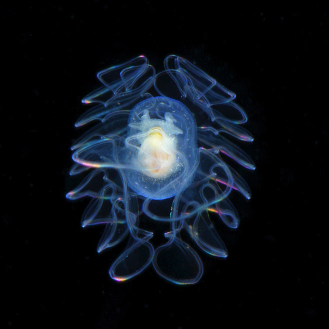 Japanese marine life...