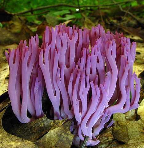 珊瑚菌主要生活在一些热带珊瑚礁上，如果搭...
