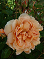 咖啡馆-塔斯曼湾玫瑰-在新西兰在线购买玫瑰