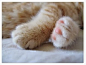 「喵会社」The CAT Association - 社群 - Google+