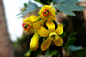 Ribes odoratum Wendl. 香茶藨