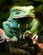 Waxy Monkey Frog