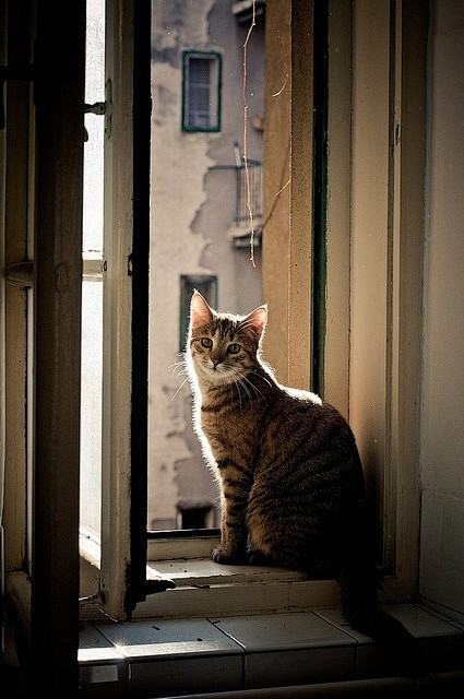 kitty in window