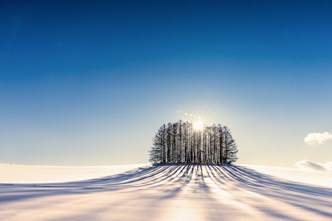 500px / Tree by Vent...