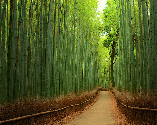 
竹林，日本
