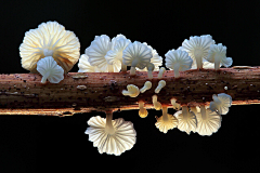 鸡蟹师采集到Mushroom