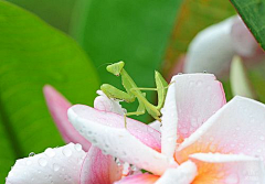 小白妖怪采集到昆虫