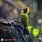 【自然影像中国·美丽生态德宏】大黄冠啄木鸟（学名：Picus flavinucha）为啄木鸟科绿啄木鸟属体形较大（34厘米）的绿色啄木鸟。喉黄色，具长形的黄色羽冠，尾黑。以昆虫为主食，亦吃浆果。常见留鸟。主要分布于喜马拉雅山脉、中国南部、东南亚及苏门答腊岛海拔2000m以下的中、低山常绿阔叶林内。
本组 ​​​​...展开全文c