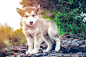 cute puppy alaskan malamute run on grass garden