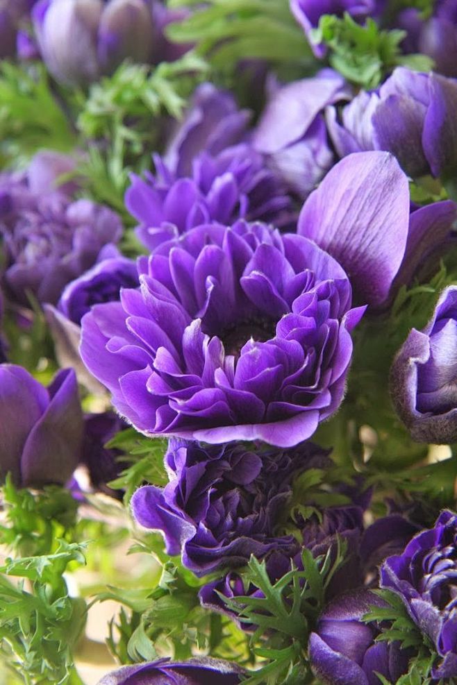 君主紫色银莲花#花瓣语录#