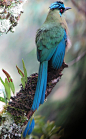 Andean Motmot | Source