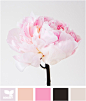 peony pinks