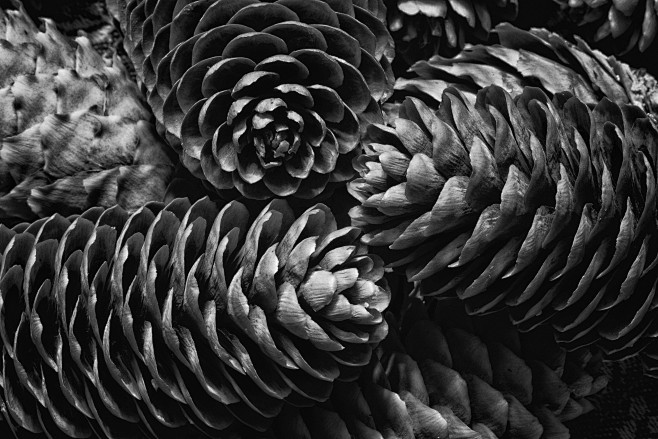 Pine Cones by Nick F...