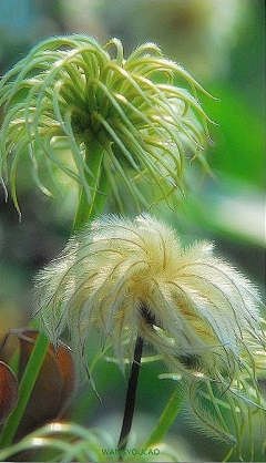 Eugene丶采集到植物