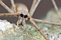妖面蛛，虽然长了一对大眼睛，但是一点都不萌：