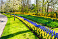 库肯霍夫花园,荷兰,欧洲,公园,风信子,巷,美,水平画幅,无人,夏天