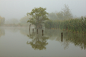 全部尺寸 | Foggy Wetlands #01 | Flickr - 相片分享！