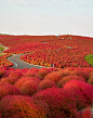 Hitachi Seaside Park, Japan