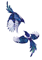 Claudine O'Sullivan Illustration — Magpies | Love this picture. thinking about a tattoo: 