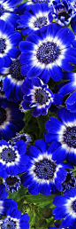 Blue Flowers