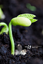 Bean sprout on an organic farm_创意图片