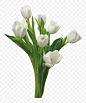 白色郁金香 花 花束 
