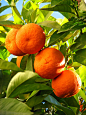 树枝上的橙子 图片素材(编号:20140610095324)-水果蔬菜-餐饮美食-图片素材 - 淘图网 taopic.com