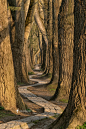 Sinuous by Lars van de Goor on 500px