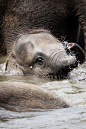 Baby elephant having a splash