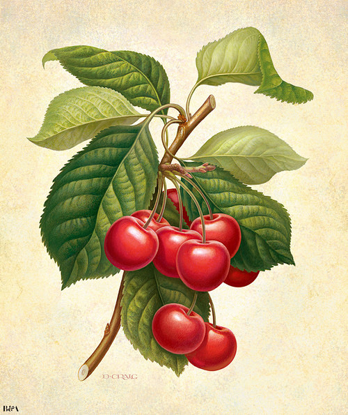 Cherries by Dan Crai...