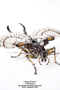 宇田川誉仁《机械昆虫制作技法》即将出版-52TOYS有品有趣