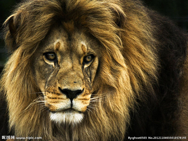 狮子摄影图__野生动物_生物世界_摄影图...