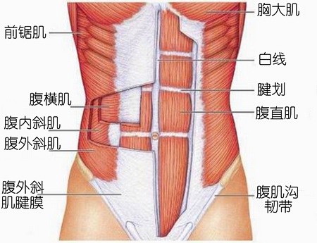 图中红色为腹直肌，此为解剖示意图，非真实...