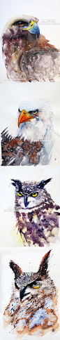 859 写实水彩手绘动物 老鹰猫头鹰风景 插画装饰画自学临摹素材-淘宝网