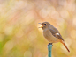 北红尾鸲 Phoenicurus auroreus 雀形目 鹟科 红尾鸲属
Daurian Redstart by Yuriko Yorbalinda on 500px