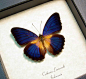 Cethosia Lamarcki | Real Butterfly Gifts Framed Butterflies and Insect Displays