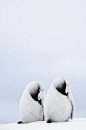 Two Emperor Penguin Chicks (aptenodytes Forsteri) Resting Photograph