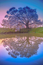 Cherry tree at Asai, Fukuoka, Japan