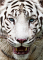 Photograph The White Tiger by Stephen Liono on 500px cc @shanderlam 