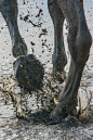 Camargue horses, France: 